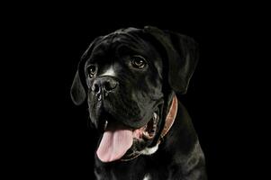 retrato do a adorável bengala Corso cachorro foto