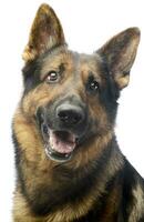 retrato do a adorável alemão pastor cachorro foto
