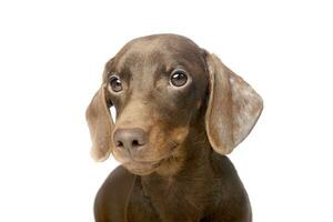 retrato do a adorável dachshund foto