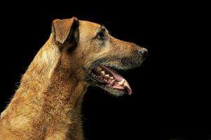 Castanho misturado procriar com fio har cachorro retrato dentro Sombrio estúdio foto