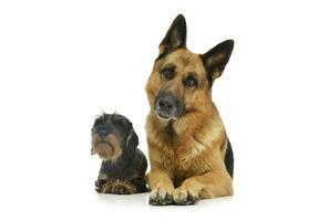 estúdio tiro do uma dachshund e uma alemão pastor cachorro foto