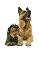 estúdio tiro do uma dachshund e uma alemão pastor cachorro foto