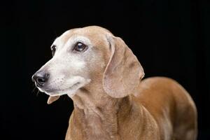 retrato do a adorável curto cabelos dachshund foto