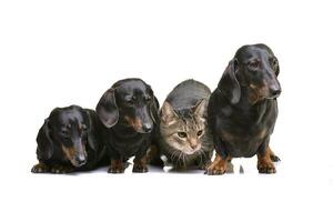 três curto cabelo Preto e bronzeado dachshund e uma doméstico gato foto