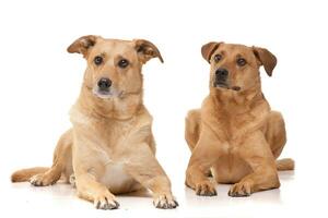 estúdio tiro do dois adorável misturado procriar cachorro foto