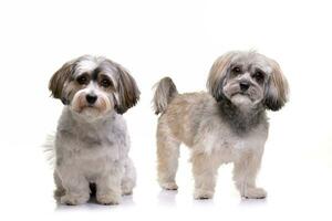 estúdio tiro do dois adorável havanese cachorro foto