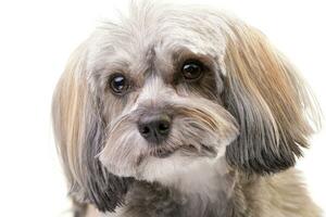 retrato do a adorável havanese cachorro foto