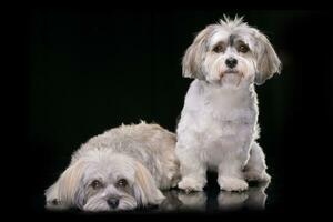 estúdio tiro do dois adorável havanese cachorro foto