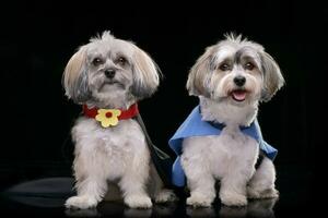 dois adorável havanese cachorro vestindo engraçado casacos foto