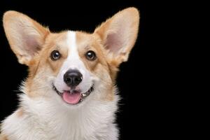 retrato do uma jovem, adorável corgie - isolado em Preto foto