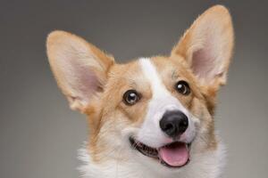 retrato do uma jovem, adorável corgie - isolado em cinzento foto