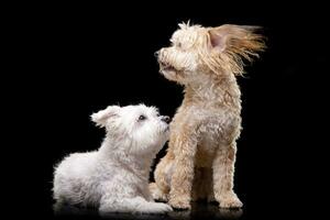 estúdio tiro do dois adorável misturado procriar cachorro foto