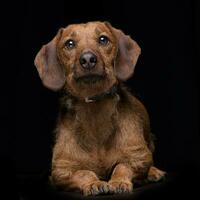 estúdio tiro do a adorável misturado procriar cachorro foto