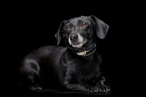 estúdio tiro do a adorável misturado procriar cachorro foto