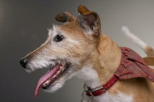 retrato do a velho, adorável jack russell terrier foto