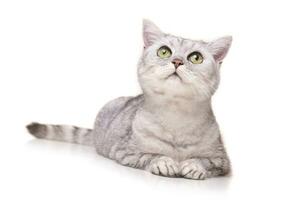estúdio tiro do a adorável britânico cabelo curto gato foto