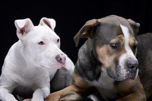 estúdio tiro do dois adorável misturado procriar cachorro foto