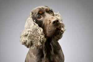 retrato do a adorável Inglês Cocker spaniel foto