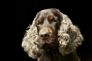 retrato do a adorável Inglês Cocker spaniel foto