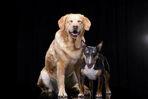 estúdio tiro do a adorável dourado retriever e uma touro terrier foto