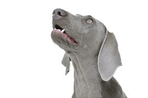 retrato do a adorável weimaraner cachorro foto