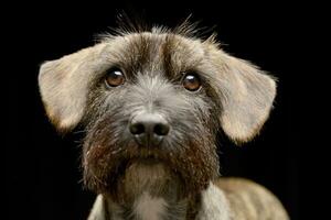 retrato do a adorável misturado procriar cachorro foto