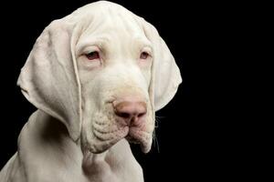 retrato do uma fofa ótimo dinamarquês cachorro foto