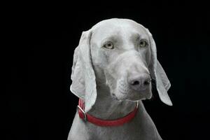 retrato do a adorável weimaraner cachorro foto