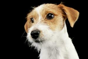 retrato de um adorável jack russell terrier foto