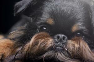 fechar retrato do a adorável griffon bruxelense foto