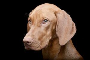 retrato do a adorável húngaro vizsla foto