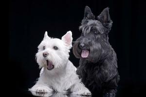 a adorável oeste terras altas branco terrier e uma escocês terrier foto