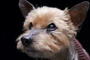 retrato do uma cego yorkshire terrier foto