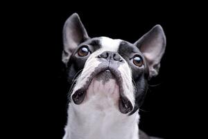 retrato do a adorável boston terrier foto