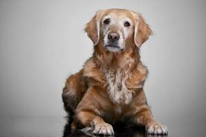 estúdio tiro do a adorável dourado retriever foto