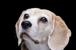 retrato do a adorável beagle foto