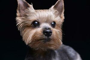 retrato do uma fofa yorkshire terrier foto