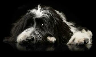 estúdio tiro do a adorável tibetano terrier deitado em Preto fundo e olhando triste foto