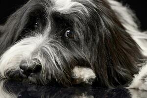 retrato do a adorável tibetano terrier foto