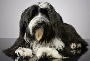 estúdio tiro do a adorável tibetano terrier olhando curiosamente às a Câmera foto