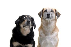 estúdio tiro do dois adorável misturado procriar cachorro foto