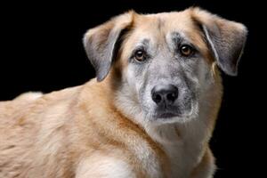 retrato do a adorável misturado procriar cachorro foto