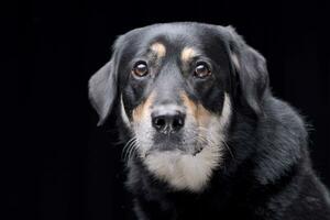 retrato do a adorável misturado procriar cachorro foto