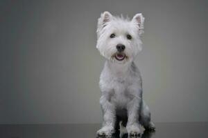 estúdio tiro do a adorável oeste terras altas branco terrier foto