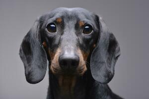 retrato do a adorável dachshund foto