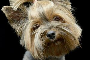 estúdio tiro do a adorável yorkshire terrier foto