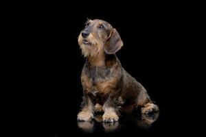 estúdio tiro do a adorável fio cabelos dachshund foto