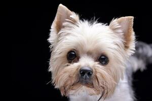 retrato do a adorável yorkshire terrier foto