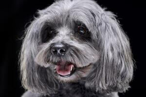 retrato do a adorável havanese cachorro foto