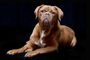 estúdio tiro do a adorável dogue de bordeaux foto